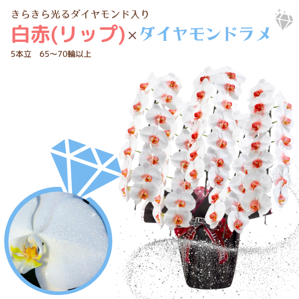 եĳ (å) 5Ω 6570ذʾ墨դ