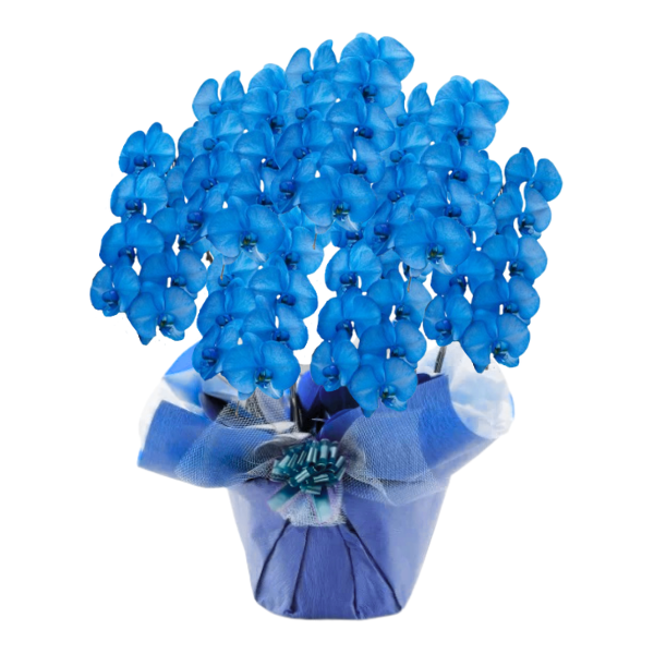 եĳ ͥӡ 7Ω 6370ذʾ(ΤƤȭ)