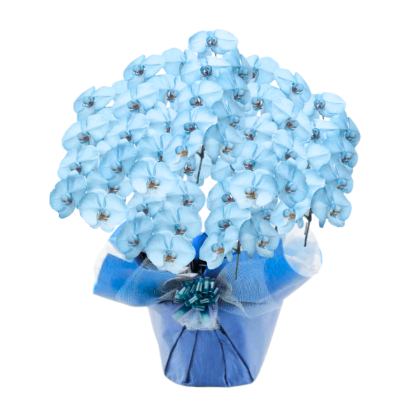 եĳ Ŀ(֥롼) 7Ω 6370ذʾ(ΤƤȭ)