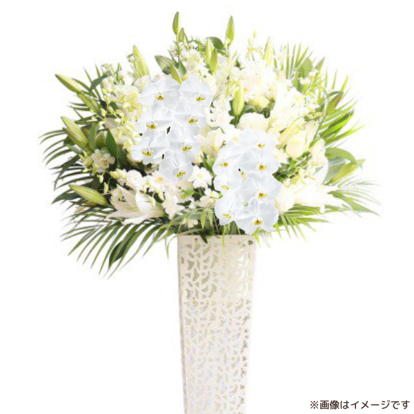 ĳꥹɲ ֥ꥭ 򡦥꡼ 3