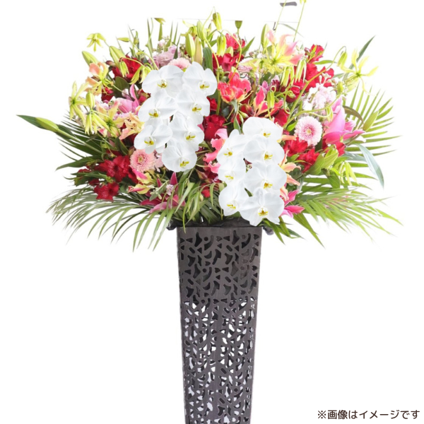 ĳꥹɲ ֥ꥭ ԥ󥯡ַ 3