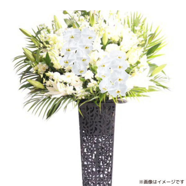 ĳꥹɲ ֥ꥭ 򡦥꡼ 3