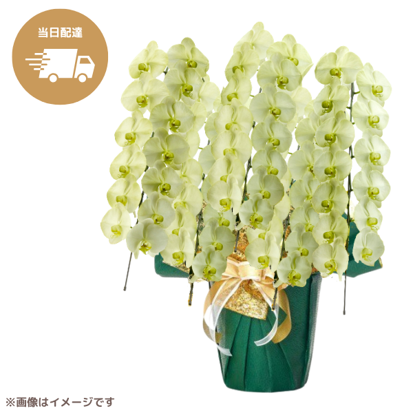 ã եĳ ꡼ 5Ω 6570ذʾ墨Ĥܤߤޤϰ