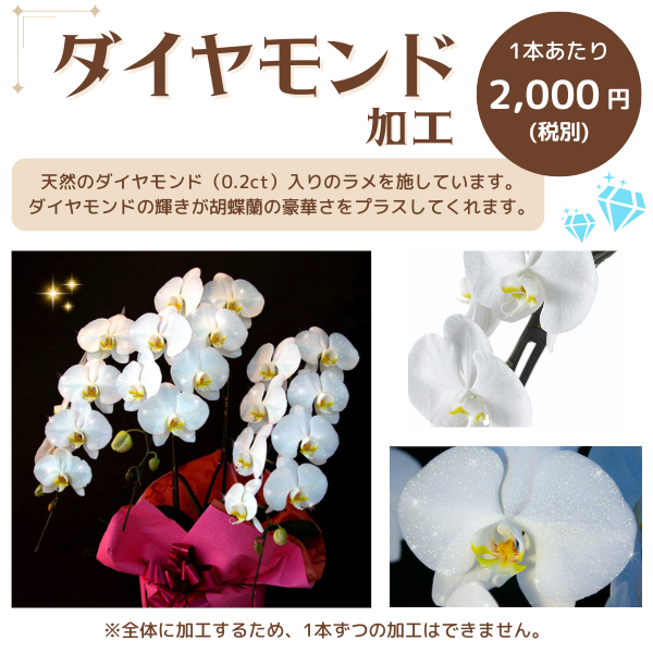 胡蝶蘭】色付き胡蝶蘭 3本立 27～30輪以上 8鉢セット‐サムライ