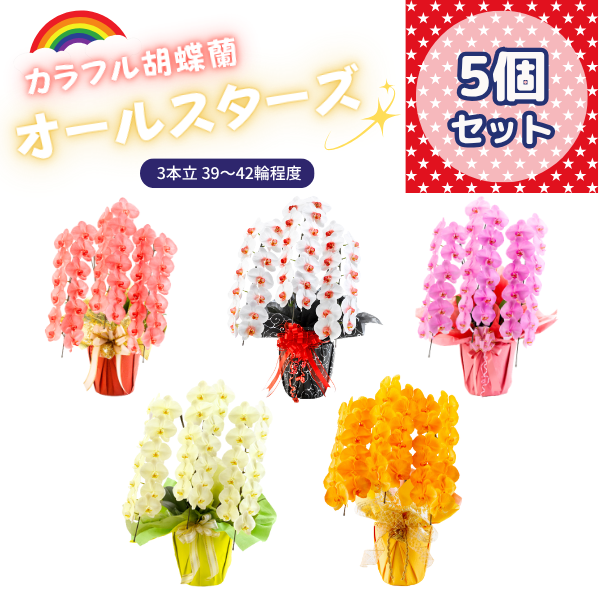 お買い得胡蝶蘭まとめて13株セット お買い得胡蝶蘭まとめて13株セット お買い得胡蝶蘭まとめて13株