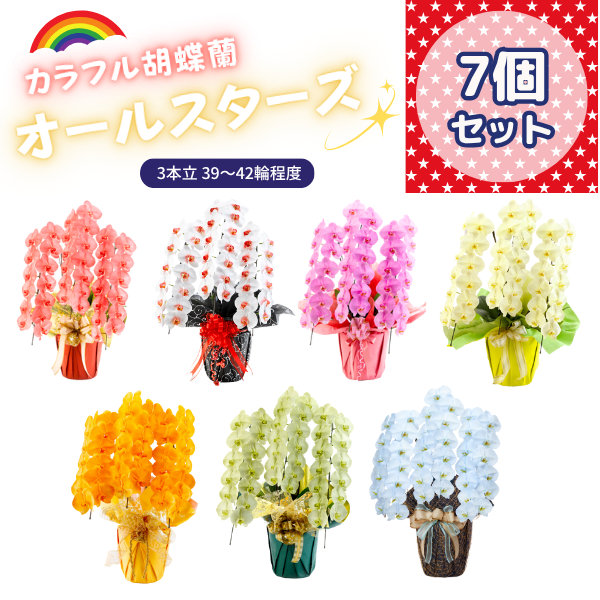 色変わり胡蝶蘭 鉢ごと発送 1回切りのお試し商品：10月末発送予定】胡蝶蘭カララSサイズ 1本