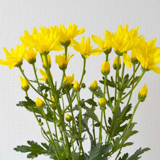 スプレーマム黄色２本 400 ラクハナ お花の専門家セレクト 日本初 花のネットスーパー
