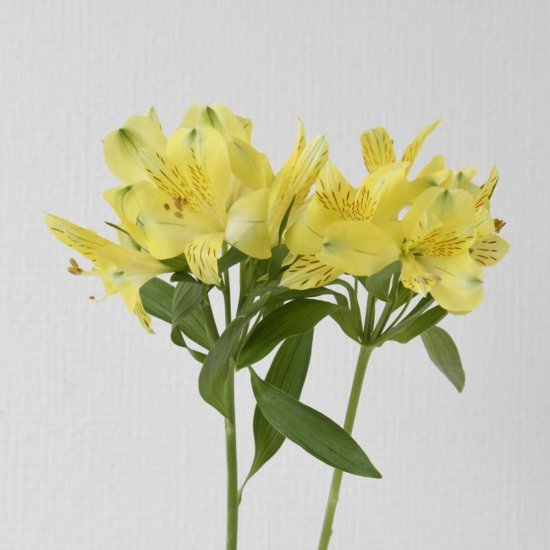 アルストロメリア黄色 2本 - ラクハナ｜お花の専門家セレクト 日本初「花のネットスーパー」