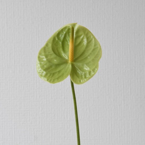 アンスリウムグリーン１本300 ラクハナ お花の専門家セレクト 日本初 花のネットスーパー