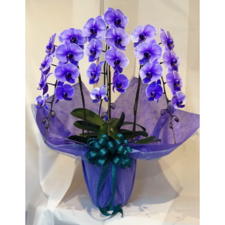 紫の胡蝶蘭 パープルエレガンス 3本立