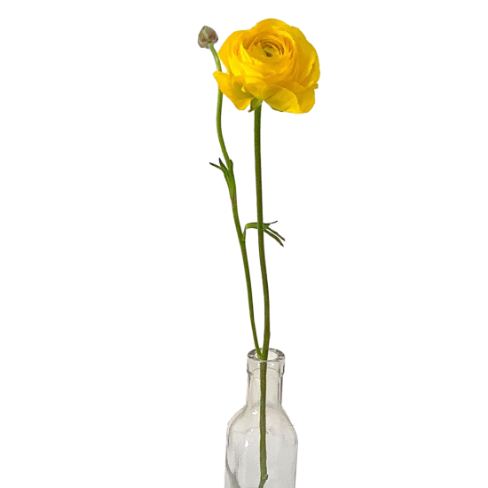 ラナンキュラス１本 黄色 - ラクハナ｜お花の専門家セレクト 日本初 