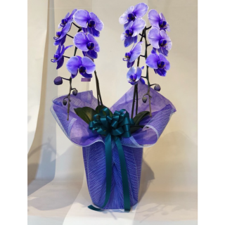 紫の胡蝶蘭 パープルエレガンス 2本立