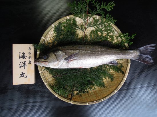 鱸（スズキ） - 糸谷水産｜神戸市の漁師直送の活魚販売