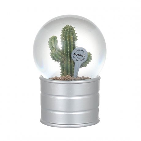 PLANTS WATER GLOBE EUPHORBIA ECHINUS
ץ   桼եӥ ̥