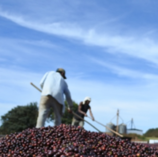 ֥饸롦ץߥॷ祳顦ƥȡ100g