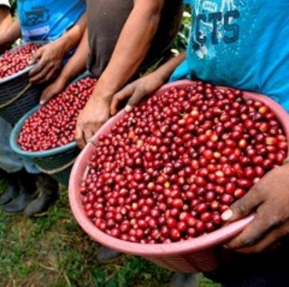 ƥޥ顦ƥƥࡦե륷ƥȡ100g