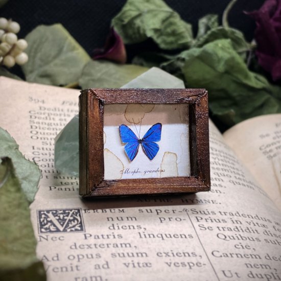 【追憶の蒐集】蝶の標本箱1匹　モルフォチョウ
