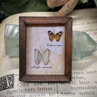 スズキ骨格標本 約60cm 魚の骨格標本 その37 スズキの仲間｜いぞらど