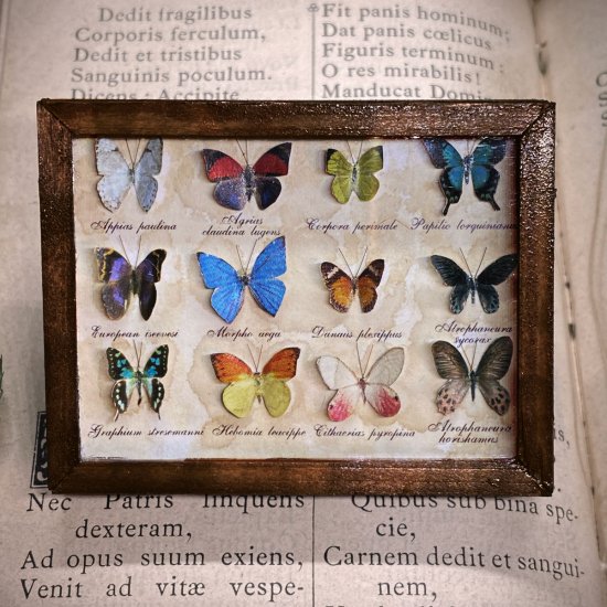 【追憶の蒐集】 蝶の標本箱 12匹