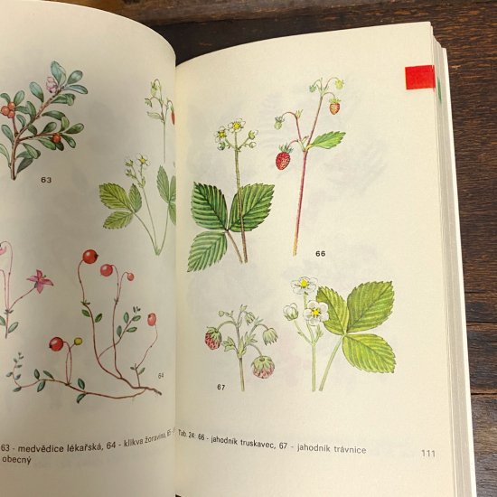 【ANTIQUE】チェコスロバキア植物図鑑３
