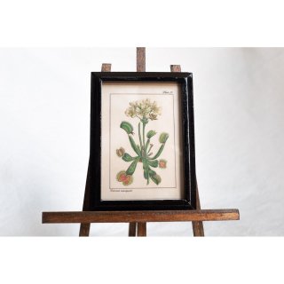 【Atelier de MIOMORI】ちいさな博物画_ Dionaea muscipula（ハエトリグサ）ブラック