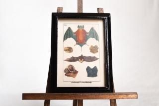 Mori出品 立体標本5点 6473_ext_01_0.png