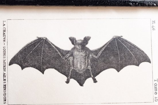 【Atelier de MIOMORI】ちいさな博物画_ Bat (一匹のコウモリ）１ ブラック