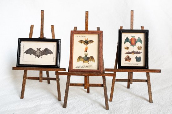 【Atelier de MIOMORI】ちいさな博物画_ Bat (一匹のコウモリ）２ マホガニー
