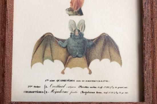 Atelier de MIOMORI】ちいさな博物画_ Bat ウサギコウモリ）1