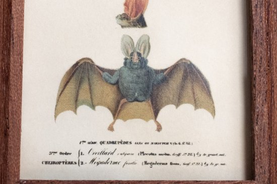 【Atelier de MIOMORI】ちいさな博物画_ Bat ウサギコウモリ）１ マホガニー