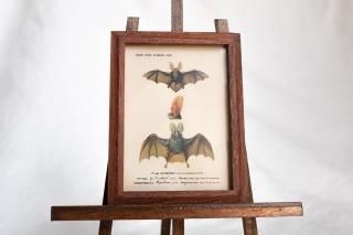 Atelier de MIOMORI - CHIROPTeRE-キロプテル雑貨店-