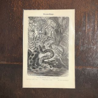 【ANTIQUE】博物画 大蛇 ヘビ 銅版画 ドイツ 1897年