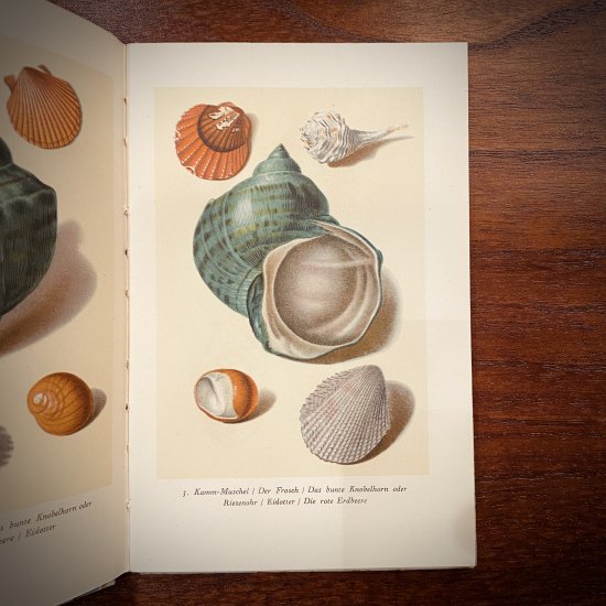 【ANTIQUE】インゼル文庫 No.158 小さな貝の図鑑
