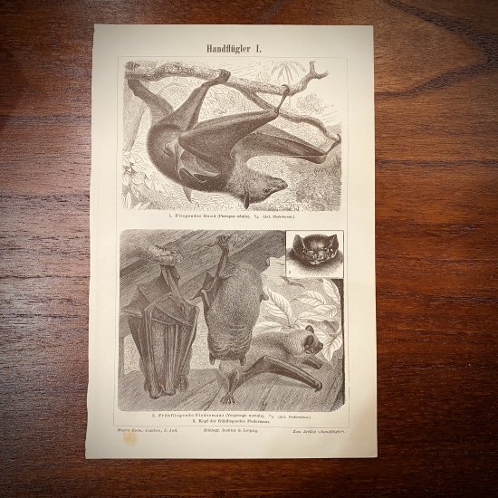 【ANTIQUE】博物画 コウモリ� 銅版画 ドイツ 1896年