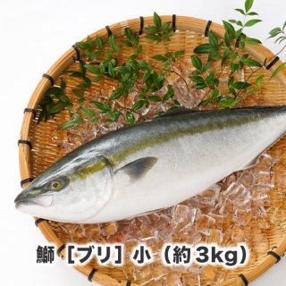 鹿児島のカンパチ ブリなら 丸庄水産 公式通販サイト 朝獲れブリ カンパチを産地直送