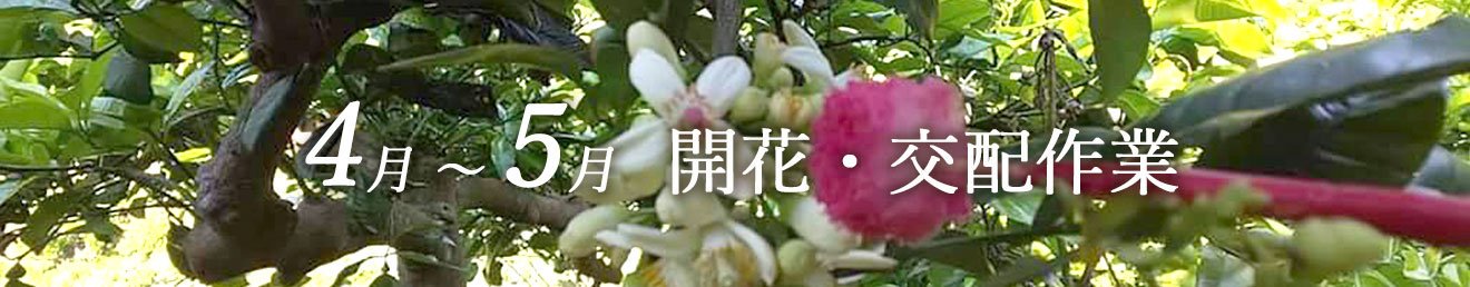 ４月〜５月　開花・交配作業