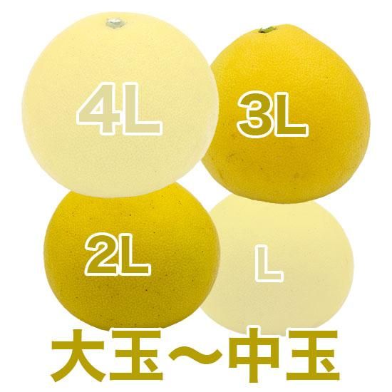 土佐文旦約20kg 3L 楽天市場】爆盛爆安20kg L2Lサイズ 土佐文旦☆送料無料