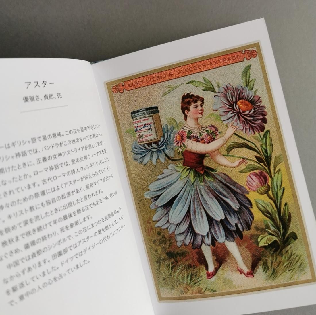 JūliusA486 ちいさな手のひら事典 花言葉 ジャンクジャーナル 花言葉 (ちいさな手のひら事典) | ナタリー・シャイン, ダコスタ
