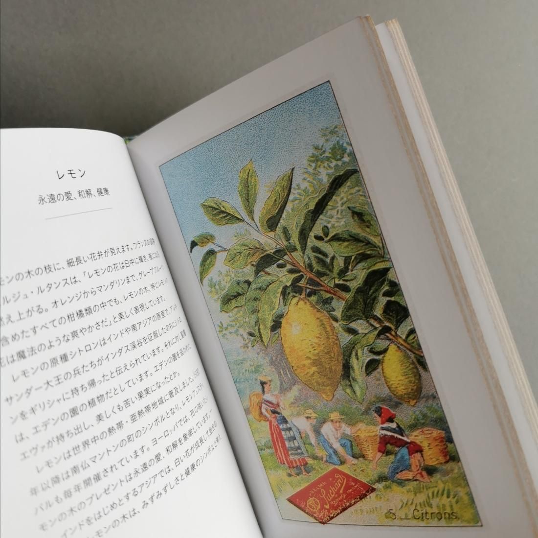 ナタリー・シャイン / 花言葉（ちいさな手のひら事典