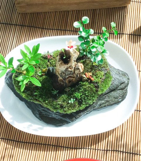 苔盆景(苔島三遊志) idealbagbr.com.br