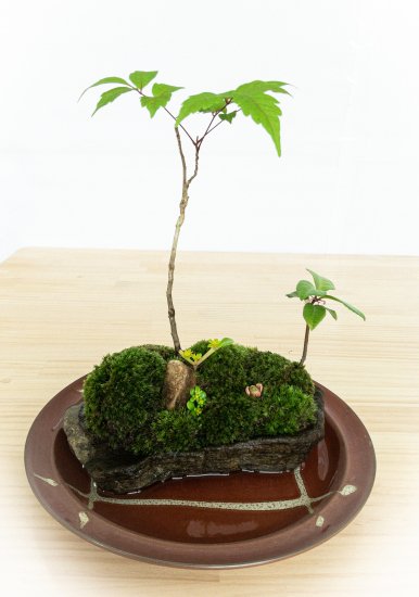 究極の癒しの苔　苔盆栽　苔盆景　苔島(寂静の丘) - mossloulan楼蘭