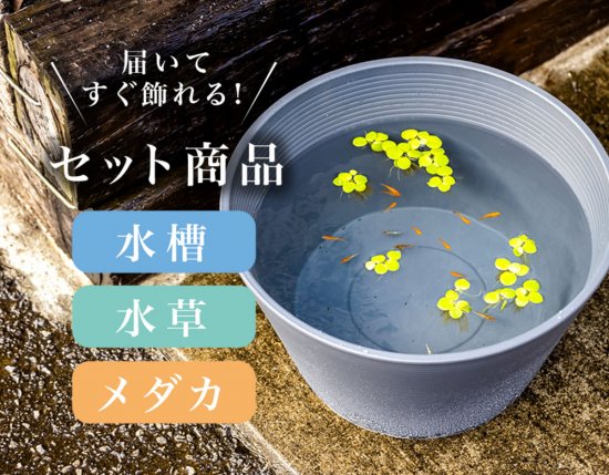 鉢（ダークグレー）【メダカ・水草セット】