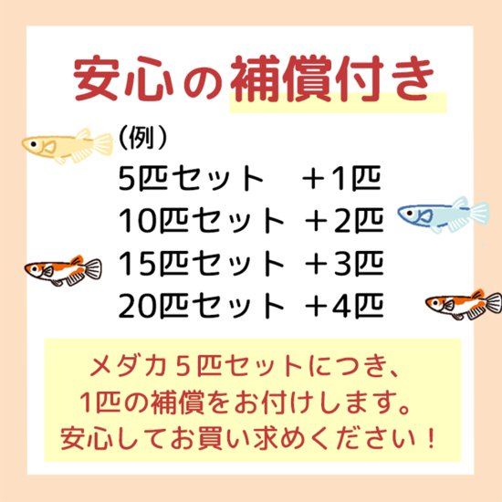 ラメ若魚めだかランダム 10匹＋2匹セット - メダカファーム泉