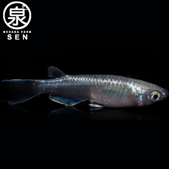 幹之フルボディー 成魚 15匹+おまけ3匹 (E) - メダカファーム泉