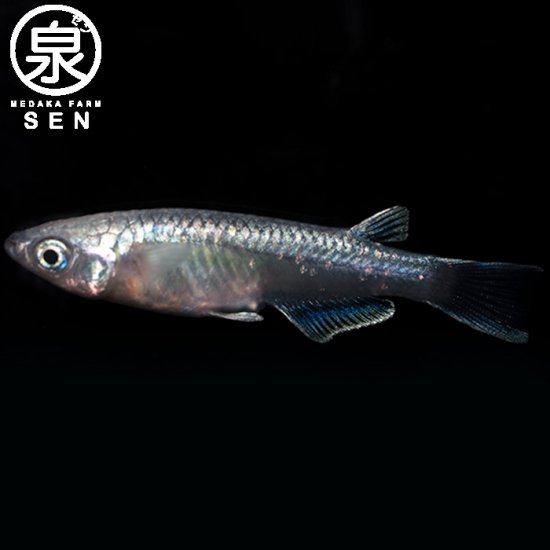 幹之フルボディー 成魚 15匹+おまけ3匹 (E) - メダカファーム泉