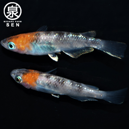 三色ラメ体外光（WI-01）　成魚　10匹＋おまけ2匹