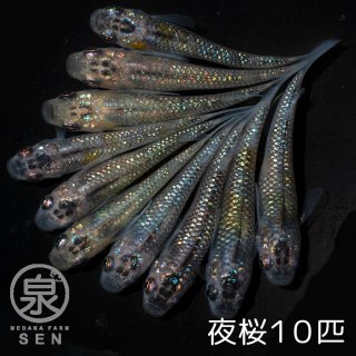 夜桜　成魚　10匹＋おまけ2匹 (E)