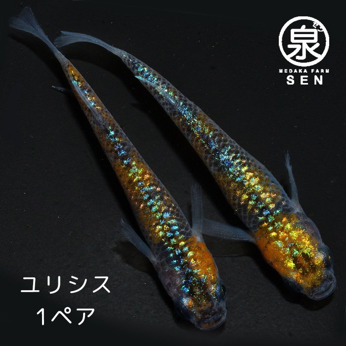 めだか成魚 - メダカファーム泉