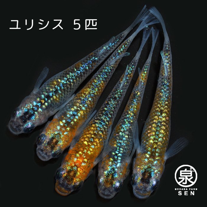 めだか成魚 - メダカファーム泉