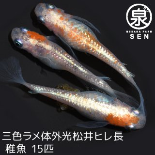 三色ラメ体外光松井ヒレ長　稚魚　15匹＋おまけ6匹